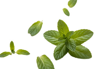Fototapeta premium Fresh Mint Leaves, high-contrast photograph, cutout, PNG isolated on white or transparent background