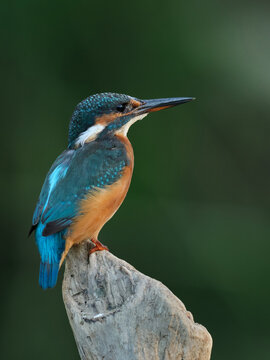Kingfisher sitting on perch