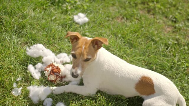 Jack Russell Terrier dog standing on green grass and tearing apart a toy with white stuffing scattered around. Concept of chewing behavior, pet play, and dog training
