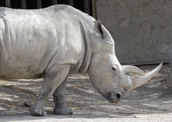 Fototapeta premium Close-up of a rhinoceros in a zoo