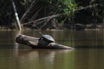 tartaruga em galh de arvore