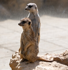 Two meerkats standing together on a rock