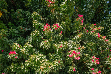Lush green bougainvillea branches with vibrant pink flowers blooming under the sunlight, creating a...