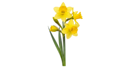 Bunch of yellow daffodils isolated on transparent background, spring flower blossom