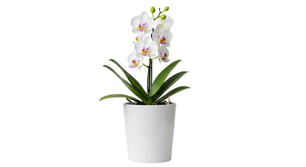 Artificial white orchid plant in pot for home decoration isolated on transparent background