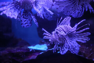 Lionfish (dendrochirus zebra), fish in an aquarium	