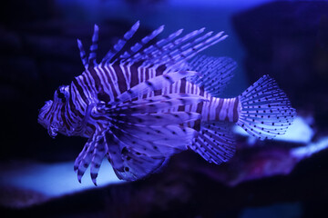 Lionfish (dendrochirus zebra), fish in an aquarium	