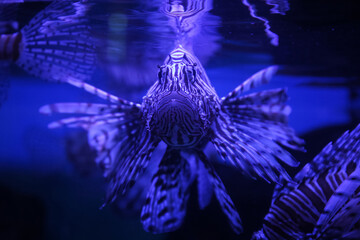 Lionfish (dendrochirus zebra), fish in an aquarium	