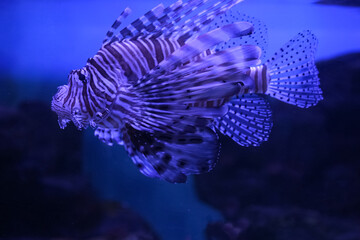 Lionfish (dendrochirus zebra), fish in an aquarium	