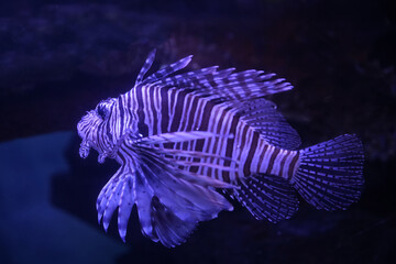 Lionfish (dendrochirus zebra), fish in an aquarium	