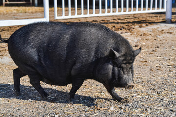 Vietnamese potbellied pig is a small pig, with an average weight of approximately 50 kg, and an average height of about 36 cm. It is uniformly black, with heavily wrinkled skin. It has a pronounced 