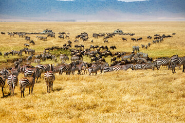 A herd of zebras and wildebeest in Ngorongoro Crater, Tanzania © John