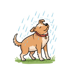 Dog shaking off rain and enjoying the moment in grassy field  