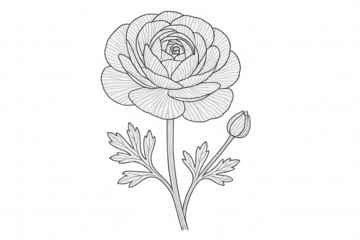 Ranunculus flower botanical line art drawing with bud and leaves, black and white illustration on transparent background