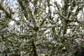Lichen-Covered Tree with Blossoms
