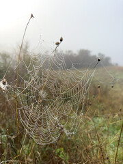 Dew drops sparkle on spider web strung between slender plant stems in foggy meadow quiet morning scene highlighting nature delicate geometry and stillness
