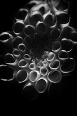 Monochrome Macro of Dahlia Petal Spirals. Close-up black and white study emphasizing texture, rhythm, and organic geometry.