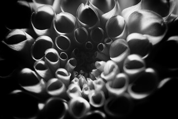 Monochrome Macro of Dahlia Petal Spirals. Close-up black and white study emphasizing texture, rhythm, and organic geometry.