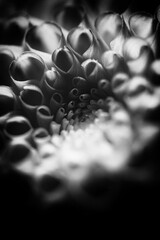 Monochrome Macro of Dahlia Petal Spirals. Close-up black and white study emphasizing texture, rhythm, and organic geometry.