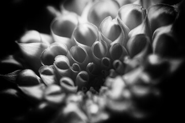 Monochrome Macro of Dahlia Petal Spirals. Close-up black and white study emphasizing texture, rhythm, and organic geometry.