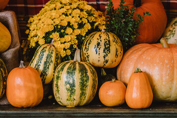 A colorful assortment of pumpkins and gourds in various shapes, sizes, and colors with yellow chrysanthemum on an old vintage furniture. The image captures the essence of autumn harvest
