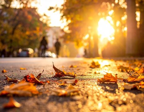 Fallen Fall Leaves on Road with a Golden Sunshine