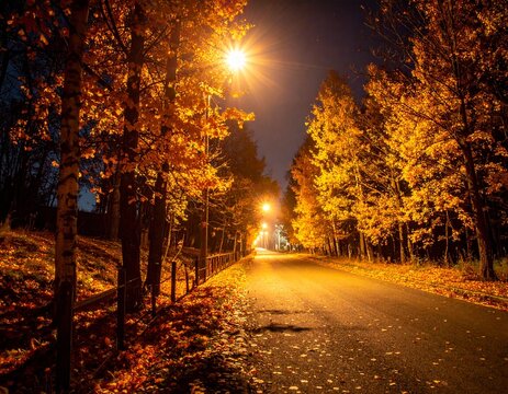 Vibrant Fall Foliage in Woodland Setting at Night 
