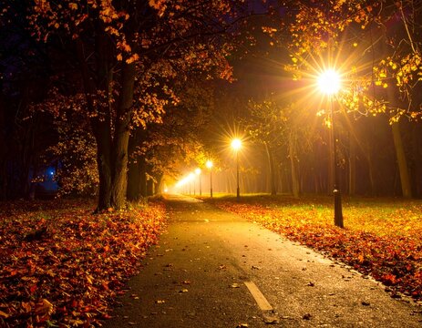 autumn in the park at night with fallen leaves