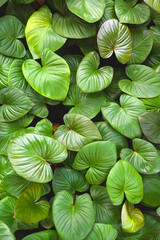 Greenery heart shaped leaves vertical background in botanical garden. Vibrant green tropical natural foliage for eco friendly nature wallpaper backdrop, directly above view
