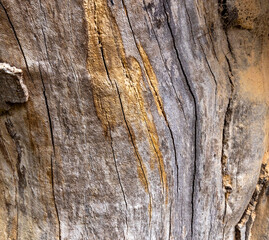 Olive tree bark pinaster trunk symbol. Texture made of olive tree bark . Beautiful olive tree bark trunk background. Greece, Conceptual image. Peaceful nature.