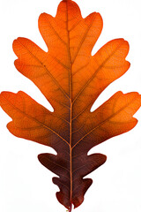 Red northern oak leaf isolated on a white background, top view. Nature concept.. autumn leaf 