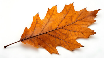 Red northern oak leaf isolated on a white background, top view. Nature concept.. yellow maple leaf