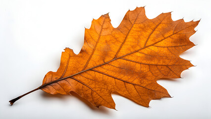 Red northern oak leaf isolated on a white background, top view. Nature concept.. autumn maple leaf