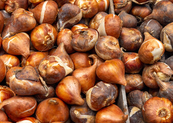 Obraz premium Tulip bulbs corms in wooden box on flower's market in Amsterdam. Tulip Bulbs for Sale Amsterdam Market. Full coverage image of tulip bulbs. Concept image.