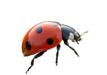 Red ladybug isolated on transparent background isolated on transparent background