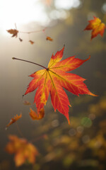 Autumn maple leaf falling in soft sunlight