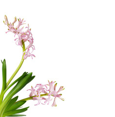 Flowers and leaves of pink hyacinthin a corner arrangement isolated on white or transparent background