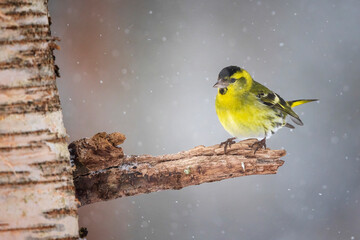 siskin