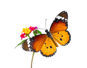 Obraz premium Beautiful butterfly flying isolated on white background. Tawny Coster (Acraea violae)