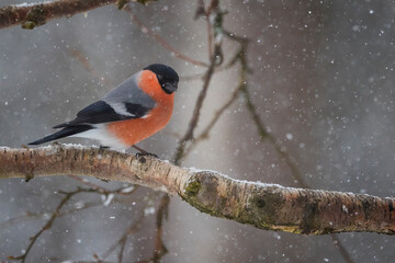 bullfinch