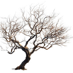 Fototapeta premium Gnarled leafless tree with twisted branches and dark bark, spooky dead tree silhouette for halloween and horror concepts, weathered dry wood plant structure for landscape design isolated PNG