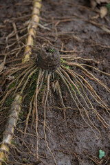 Exposed plant root system on soil