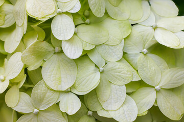 A close-up view of a cluster of white hydrangea blossoms with hints of pale green