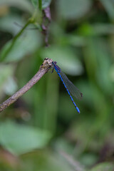 Macro photo of a blue dragonfly resting on a branch in a tropical environment.