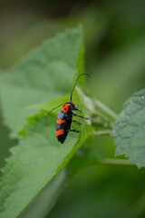 Macro close-up of a red and black insect with long antennae perched on a green leaf.
