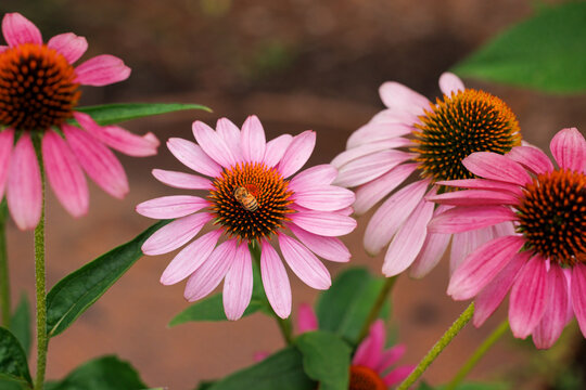 A bee pollinating a vibrant pink coneflower blossom in a garden