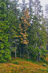 Autumn landscape from the Kalvberget coniferous forest reserve of the Totenåsen Hills, Norway.