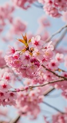 Obraz premium Closeup of delicate pink cherry blossoms blooming on a tree branch against a soft blue sky, capturing the essence of spring