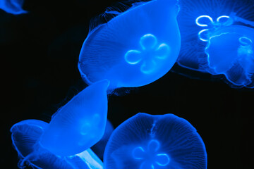 Blue glowing jellyfish floating in a dark sea