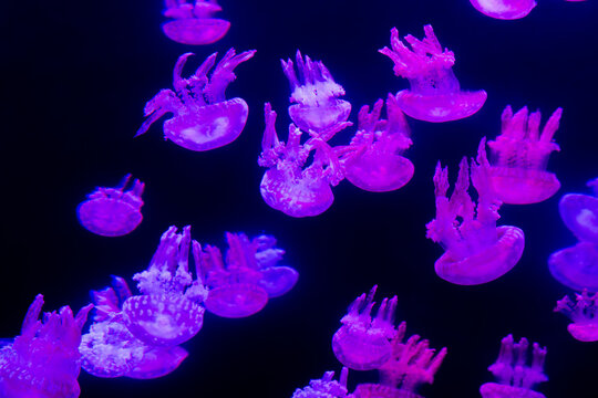 Bioluminescent purple jellyfish drifting in dark water